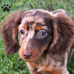 Orchid, Dachshund Puppy