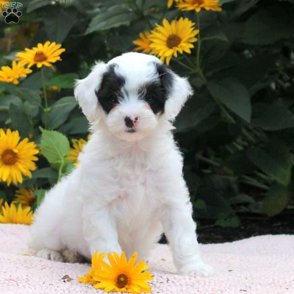 Orion, Cavapoo Puppy