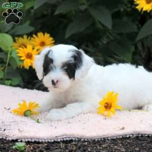 Orion, Cavapoo Puppy