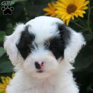 Orion, Cavapoo Puppy