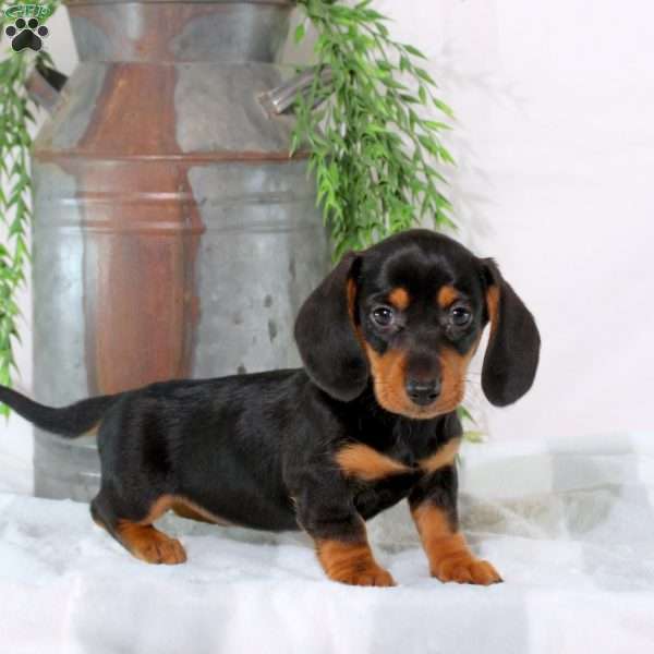 Orissa, Dachshund Puppy