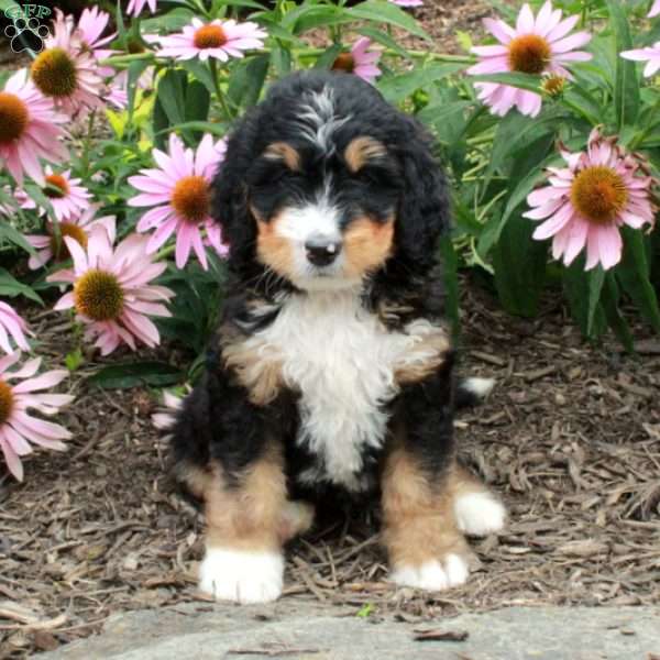 Oscar, Bernedoodle Puppy