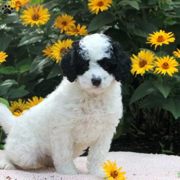 Oscar, Cavapoo Puppy