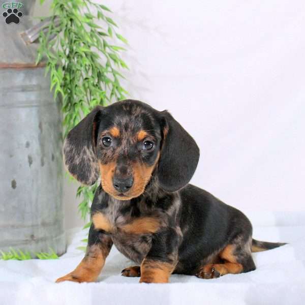 Oscar, Dachshund Puppy