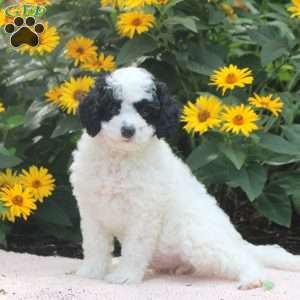 Oscar, Cavapoo Puppy