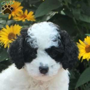 Oscar, Cavapoo Puppy