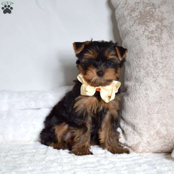 Otis, Yorkie Puppy