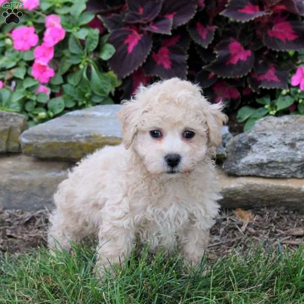 Otis, Bich-Poo Puppy