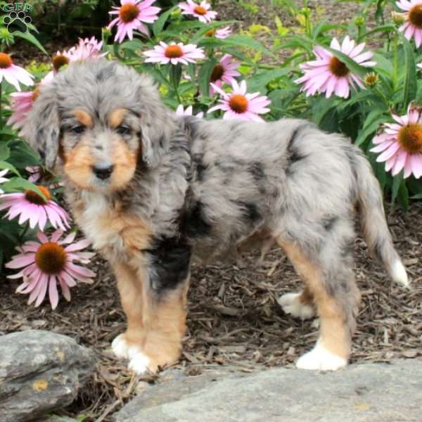 Otis, Bernedoodle Puppy