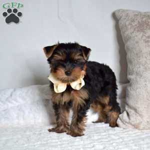 Otis, Yorkie Puppy