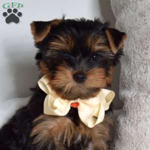 Otis, Yorkie Puppy