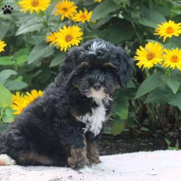 Otto, Cavapoo Puppy