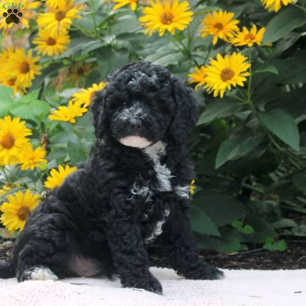 Owen, Cavapoo Puppy