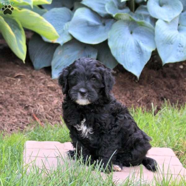 Ozzie, Mini Golden Mountain Doodle Puppy