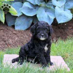 Ozzie, Mini Golden Mountain Doodle Puppy