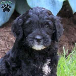 Ozzie, Mini Golden Mountain Doodle Puppy