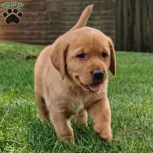 Poppy, Fox Red Labrador Retriever Puppy