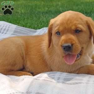 Poppy, Fox Red Labrador Retriever Puppy