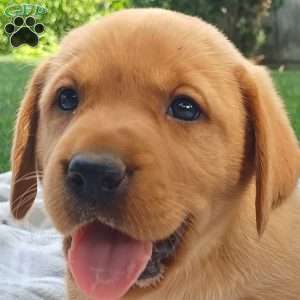 Poppy, Fox Red Labrador Retriever Puppy