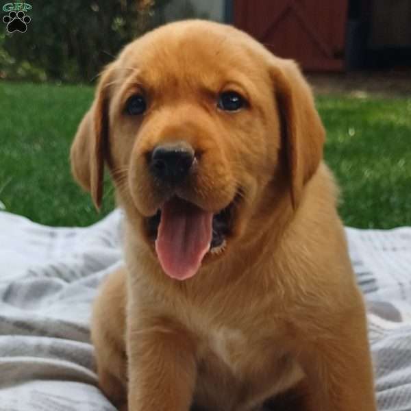 Poppy, Fox Red Labrador Retriever Puppy