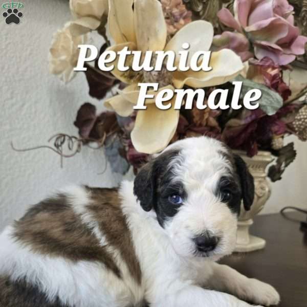 Petunia, Saint Berdoodle Puppy