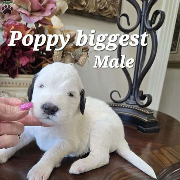 Poppy, Saint Berdoodle Puppy