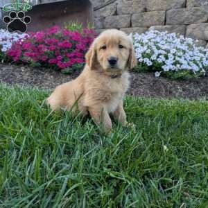 Flash, Golden Retriever Puppy