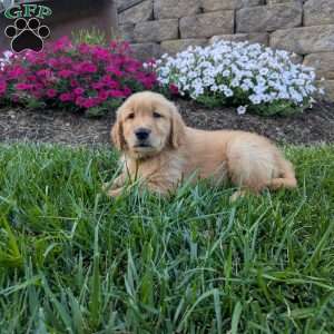 Flash, Golden Retriever Puppy
