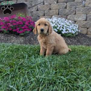 Farah, Golden Retriever Puppy