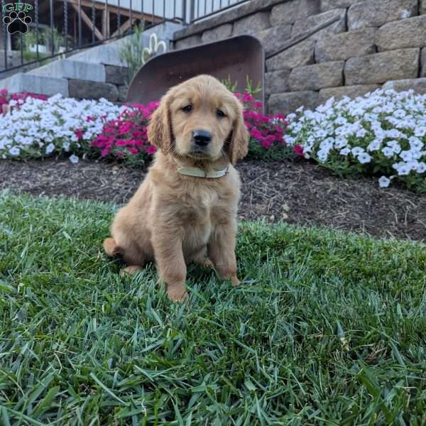Farah, Golden Retriever Puppy