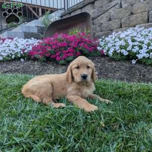 Farah, Golden Retriever Puppy