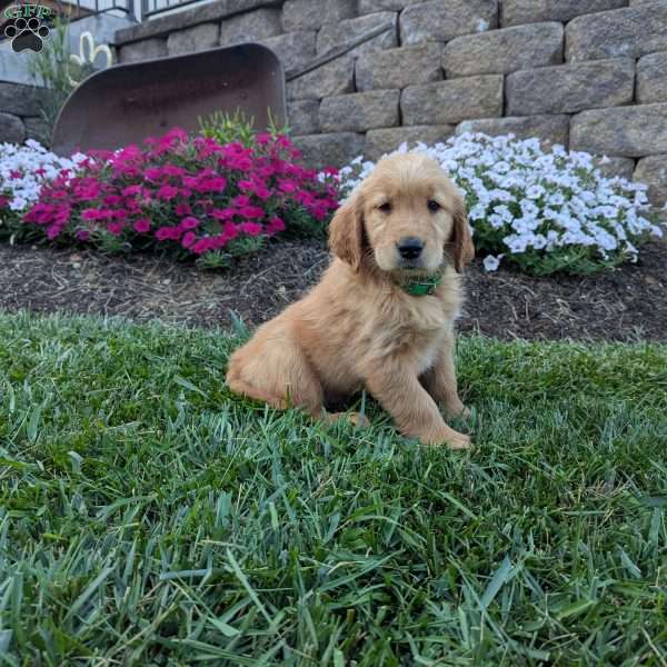 Fran, Golden Retriever Puppy