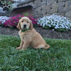 Fran, Golden Retriever Puppy