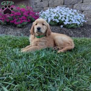 Fran, Golden Retriever Puppy