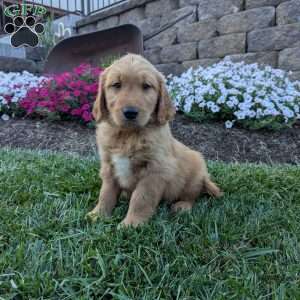 Freddy, Golden Retriever Puppy