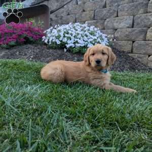 Freddy, Golden Retriever Puppy
