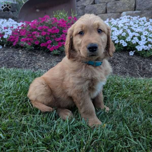 Freddy, Golden Retriever Puppy
