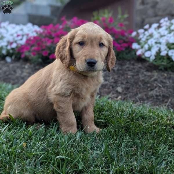 Flower, Golden Retriever Puppy