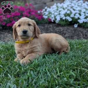 Flower, Golden Retriever Puppy