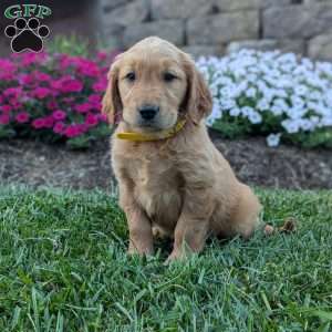 Flower, Golden Retriever Puppy