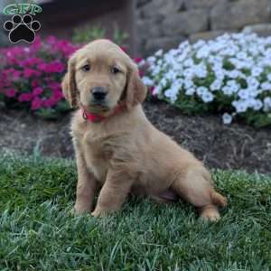 Frita, Golden Retriever Puppy