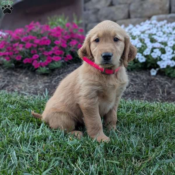 Frita, Golden Retriever Puppy