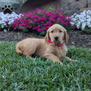 Frita, Golden Retriever Puppy