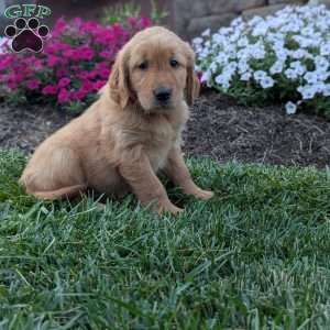 Frisky, Golden Retriever Puppy
