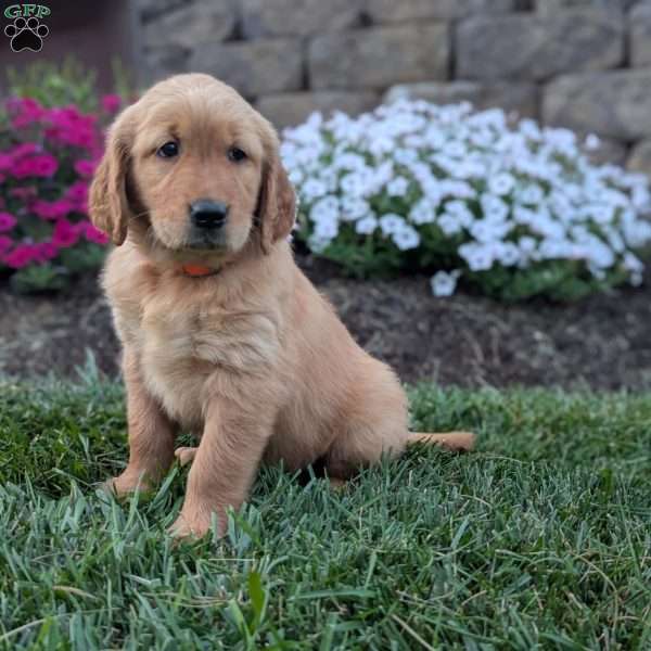 Frisky, Golden Retriever Puppy