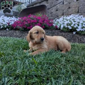Frisky, Golden Retriever Puppy