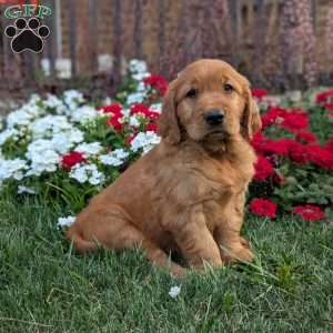 Rocky, Golden Retriever Puppy