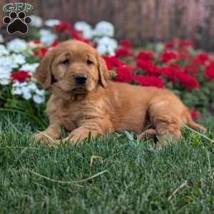 Rocky, Golden Retriever Puppy