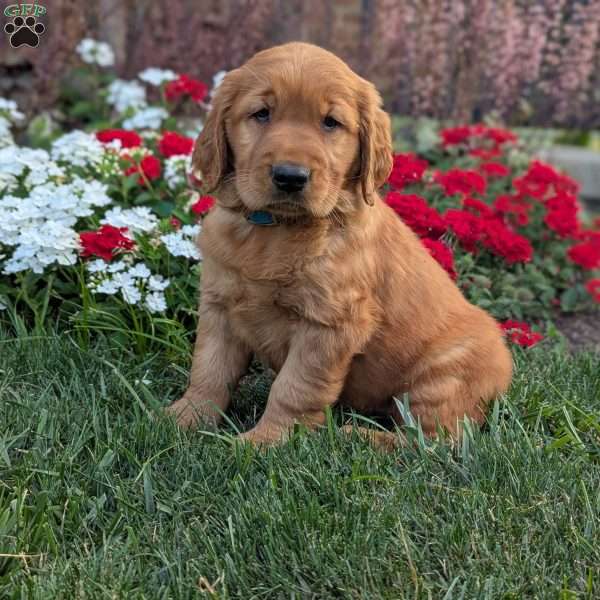 Rocky, Golden Retriever Puppy