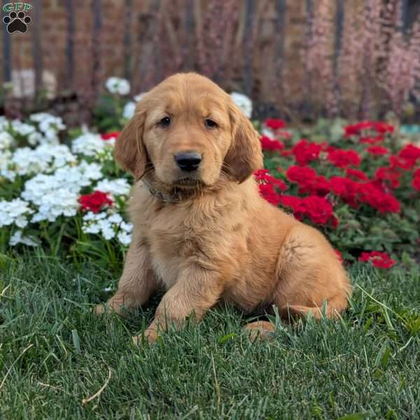 Rambo, Golden Retriever Puppy